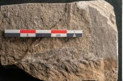 Foto (Detailansicht) von Voltzia heterophylla Brongniart (NHMW-GEO-2024-0188-11132)